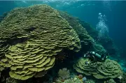 500-Year-Old Giant Coral Found Thriving in Active Underwater Volcano