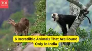 6 Incredible Animals Found Only in India and Where to See Them