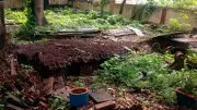 6 Kitchen Waste Items That Work as Natural Fertilizers for Terrace Gardens