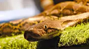 6 Most Snake-Filled Water Bodies in British Columbia You Should Know