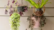 7 Best Hanging Plants for Small Apartments: Easy Care Greenery