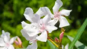7 Deadly Plants That Look Surprisingly Beautiful: GK Fact of the Day