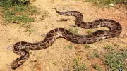 7 Longest Snakes in the World: From Reticulated Python to King Cobra