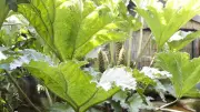 7 Plants Banned from UK Gardens: Invasive Species That Harm Ecosystems