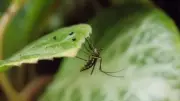 7 Plants That Naturally Repel Mosquitoes from Your Home