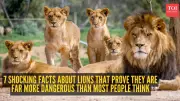 7 Shocking Lion Facts That Prove They Are Far More Dangerous Than You Think