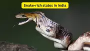 7 Snake-Rich States in India: A Guide for Wildlife Travellers