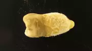 700-Year-Old Mummy Tooth Reveals Ancient Scarlet Fever Bacterium in Bolivia