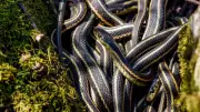 75,000 Snakes Emerge in Manitoba: Nature's Most Bizarre Spring Spectacle