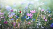 8 Easy Wildflowers to Attract Butterflies and Bees for Natural Pollination