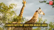 8 Giraffe Facts That Shock Even Wildlife Lovers