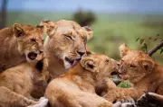 8 Lion Cubs Die of Suspected Babesia Infection in Gujarat's Gir