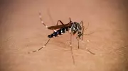 85% Mosquito Repellent Agarbattis Unregulated, Doctors Warn of Health Risks