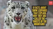 9 Fascinating Facts About Snow Leopards, the Ghosts of the Mountains