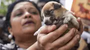 Activists Flag Gaps in SC's Stray Dog Relocation Plans: 'Neither Humane Nor Practical'