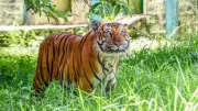 Adivasi Communities Push Back Against Tiger Reserve Expansion and Safari Tourism