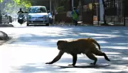 Aggressive Monkey Injures Over 70 in Kolhapur Village, Evades Capture