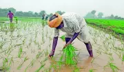 AI-Powered System Predicts Local Monsoon Onset Up to Four Weeks Ahead