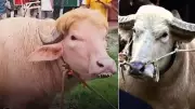 Albino Buffaloes Named After Trump and Netanyahu Draw Crowds in Bangladesh