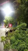 AMC Garden Dept Faces Flak for Aggressive Tree Trimming in Ahmedabad