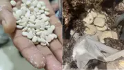 Amit Shah Announces First-Ever Seizure of 'Jihadi Drug' Captagon Worth Rs 182 Crore
