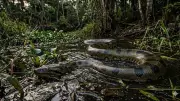 Anaconda Population by Country: Brazil Leads with Over 400,000