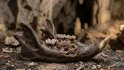 Ancient Bees Used Rodent Bones as Nesting Sites, Study Reveals
