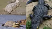 Ancient Crocodile Fossils Reveal Diverse Prehistoric World in Australia