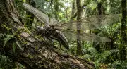 Ancient Giant Insects Mystery Deepens: Oxygen Theory Questioned