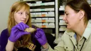 Ancient Stone Tool Found Under University of Washington Campus