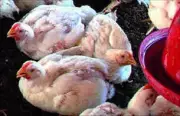 Andhra Pradesh Heatwave Causes Massive Chicken Deaths, Prices Crash