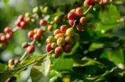 Andhra's first integrated coffee processing unit to come up in Anakapalli district