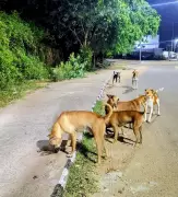 Animal Cruelty Case in Pune: Dog Beaten to Death by Society Staff