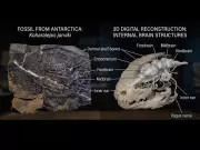 Antarctic Fish Fossil Reveals Key Stage in Early Animal Evolution