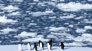 Antarctic Tourism Surge Raises Environmental and Health Concerns