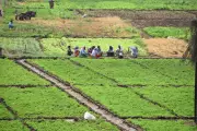AP Intensifies Kharif Prep as Early Water Release Boosts Paddy