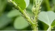 Aphids: Born Pregnant with Telescoping Generations Explained
