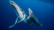 Are Dolphins, Sharks, and Whales Mammals? Science Has the Answer