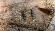 Asian Needle Ant Invades US: Painful Sting Sparks Concern