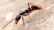 Asian Needle Ants Spreading in US: Risks and Prevention Tips
