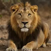 Asiatic Lion Bharat Critically Ill at Sanjay Gandhi National Park