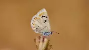 Atlas Blue Butterfly Holds Record for Most Chromosomes in Animals