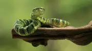 Australia's Most Snake-Infested Waters Revealed by WorldAtlas