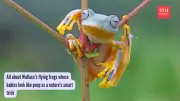 Baby Wallace's Flying Frogs Mimic Poop to Evade Predators in Clever Camouflage