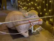 Bangladesh Govt Saves Trump Buffalo from Eid Sacrifice, VIP Zoo Treatment