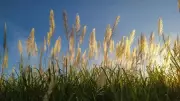 Banned Plants in US Gardens: Invasive Species You Cannot Grow