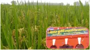 BAU Develops High-Yield Paddy Variety 'Sabour Samrat' for Drought-Prone Areas