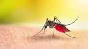 Bengaluru Civic Body Launches Dengue Awareness Drive to Combat Rising Cases