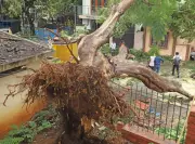 Bengaluru Forest Dept Draws Flak for Shifting Tree Safety Onus to Citizens