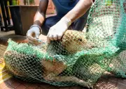 Bhubaneswar: 35% Wards Covered in Stray Dog Vaccination Drive